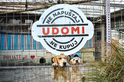 Azilu Prijatelji isporučeno 5000 kilograma hrane za pse