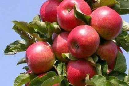 Sadnica jabuke
