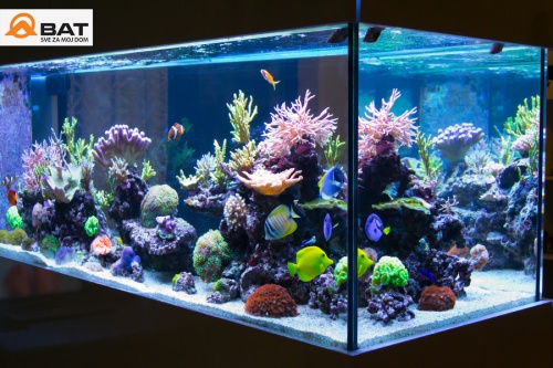 Kvalitetan akvarij je želja svake ribice